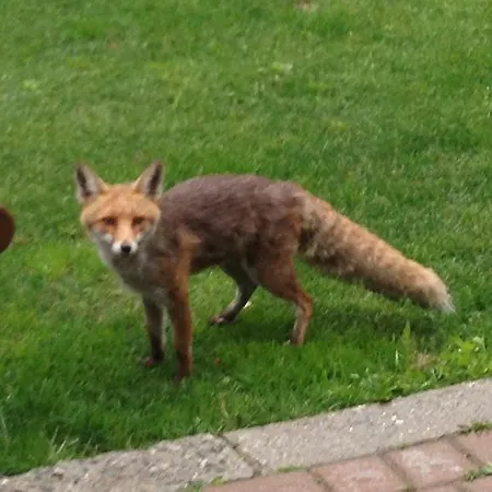 Miravalle 3* كورمايور