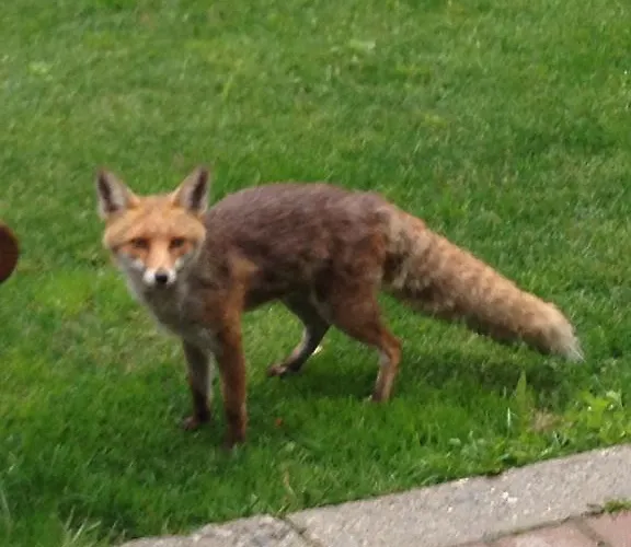 Miravalle 3* Курмайор